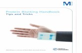 Protein Blotting Handbook