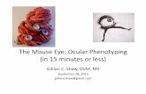 The mouse eye: ocular phentyping