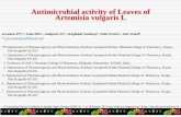 Antimicrobial activity of Leaves of Artemisia vulgaris L