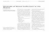 Methods of Blood Collection in the Mouse