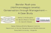 Slender Rush-pea (Hoffmannseggia tenella): Conservation through ...