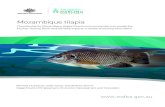 The potential for Mozambique tilapia Oreochromis mossambicus to ...