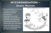 Mycoremediation by James Hansen.pdf