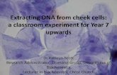 Extracting DNA from cheek cells: a classroom experiment for Year 7 ...