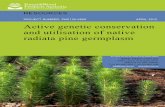 Active genetic conservation and utilisation of native radiata pine ...