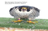 We Energies Peregrine Falcon 2013 Nesting Season Report