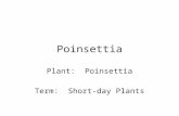11 12 Poinsettia