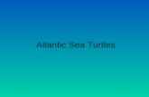Migration Routes Of Atlantic Loggerhead Turtles