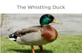 The  whistling duck
