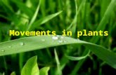 Movement in plants