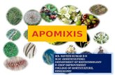 Apomixis in plants