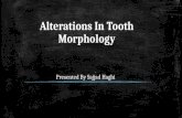 Alterations in tooth morphology