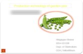 Production technology of garden pea