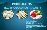 radish production technology