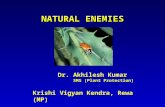 Nnatural enemies in Agricultural crop