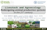 Livestock and Agroecology:  Redesigning animal production systems