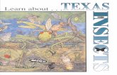Learn About Texas Insects Activity Book