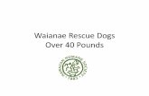 Waianae rescue dogs    over 40 - 12.27.16