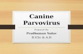 Canin parvovirus disease
