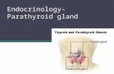 Endocrinology parathyroid gland