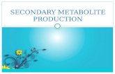 Secondary metabolite production