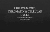 Chromosomes, chromatin and cellular cycle