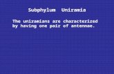 Subphylum Uniramia Notes