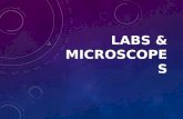 Lab safety & microscopes
