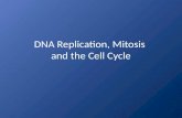 DNA Replication, Mitosis, Meiosis, and Cell Cycle