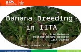 Banana Breeding in IITA