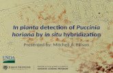 In planta detection of Puccinia horiana 9