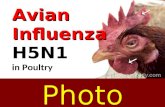Gripe Aviaria, sitomas de gripe, Avian Flu H5N1,  doencas de galinhas