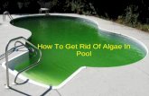 How To Get Rid Of Algae In Pool