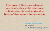 Anatomy of gastroesophagial junction  with specail reference to hiatus hernia & its basis of therapeutic intervention