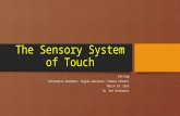 The somatosensory  of touch presentation (2)