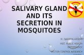 Salivary gland and its secretion in mosquitoes