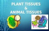 P.P.T of Plant and Animal Tisssues