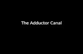 Slideshow: Adductor Canal