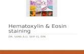 Hematoxylin & eosinstaining