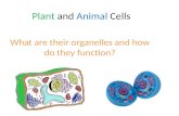 Plant and animal cells slideshow