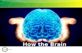 How the Brain Works part 3