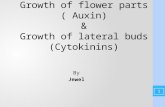 plant growth hormones(auxin and cytokinin)