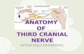 Anatomy of 3rd cranial nerve