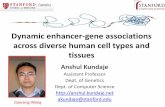 Dynamic enhancer-gene associations across diverse human cell ...