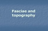 Fasciae and topography
