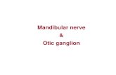 Mandibular nerve and otic ganglion