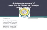 A study on the removal of metal ions by Eichhornia Crassipes