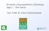 Erwinia chrysanthemi (Dickeya spp.) - the facts