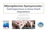 Dr. Megan Schnur - Field Experience with Mycoplasma hyosynoviae Lameness in Grow-Finishers