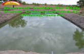 Growel Guide to Fish Ponds Construction & Management
